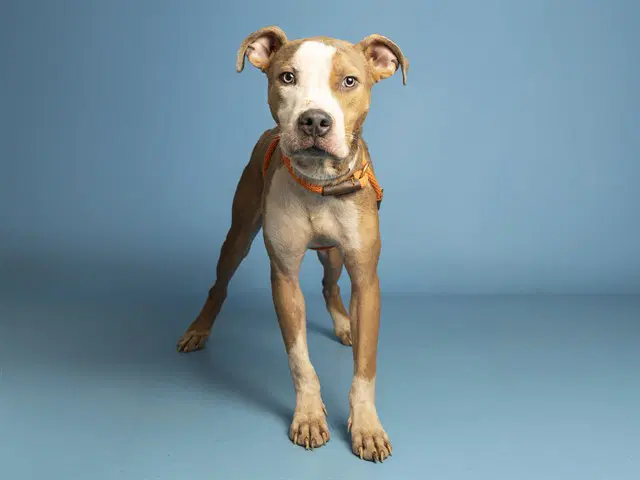 Dumpling - American Pit Bull Terrier