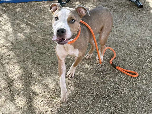 Dumpling - American Pit Bull Terrier