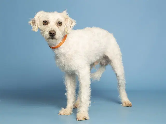 Boy - Poodle (Miniature)