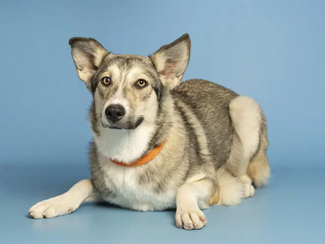 Cupcake - Husky