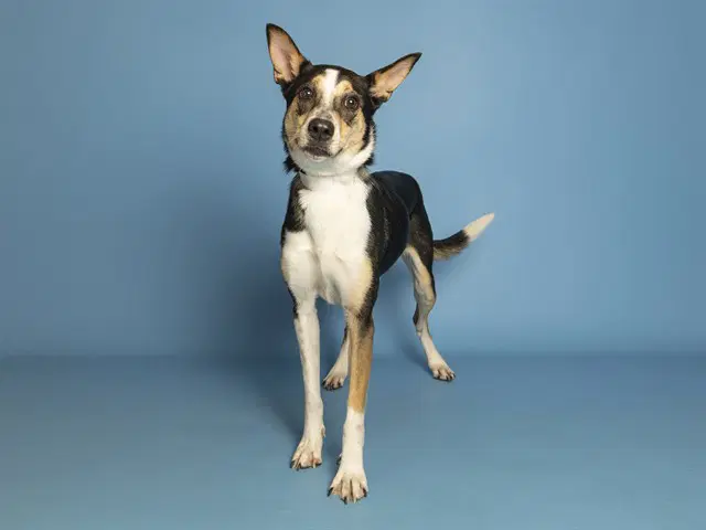 Maisy - Australian Shepherd