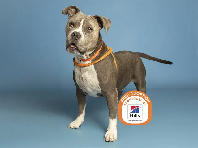 Chico - American Bulldog