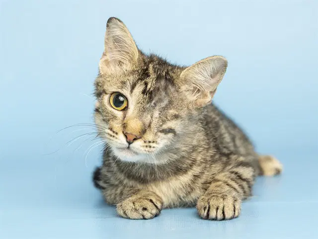 Odin - Domestic Short Hair