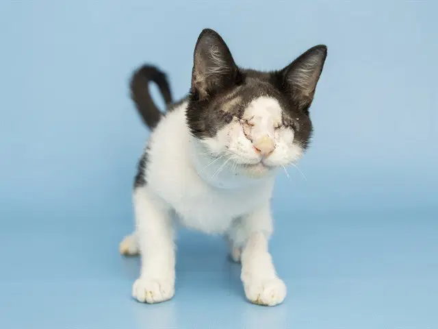 Alice - Domestic Short Hair