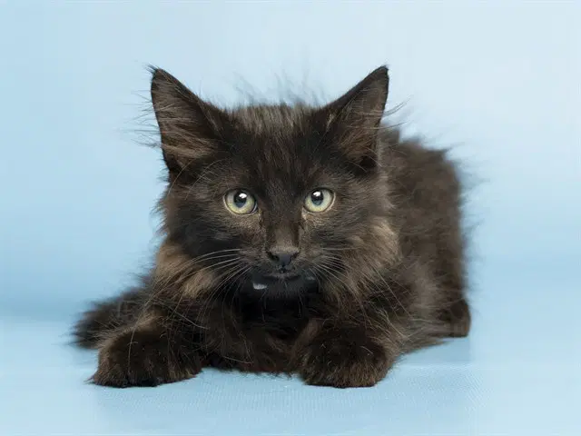 Jinxy - Domestic Medium Hair