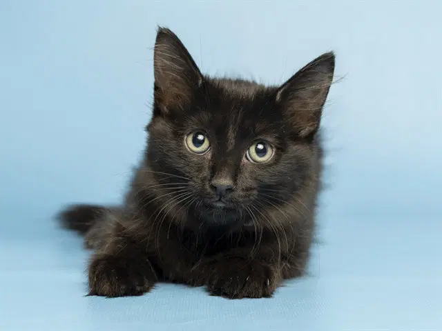 Binxy - Domestic Medium Hair