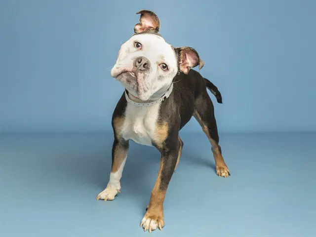 Mikey - Bulldog