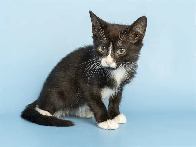 Tuba - Domestic Short Hair