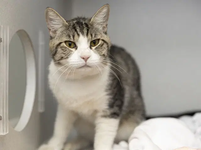 Odysseus - Domestic Short Hair