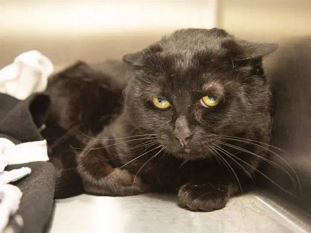 Lars - Domestic Short Hair