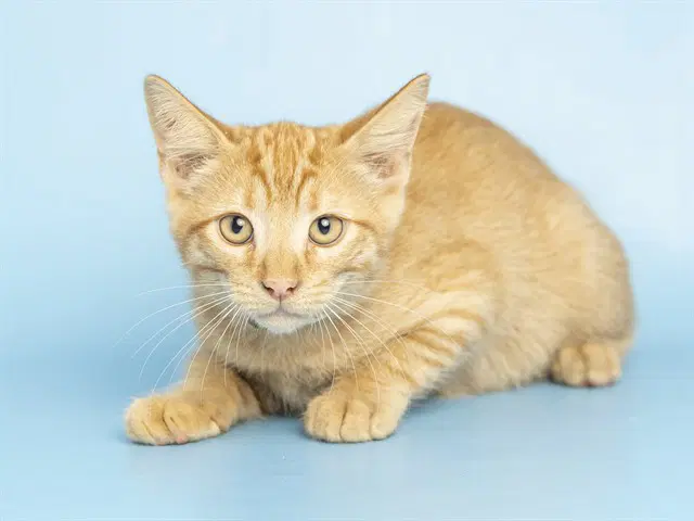 Donatello - Domestic Short Hair