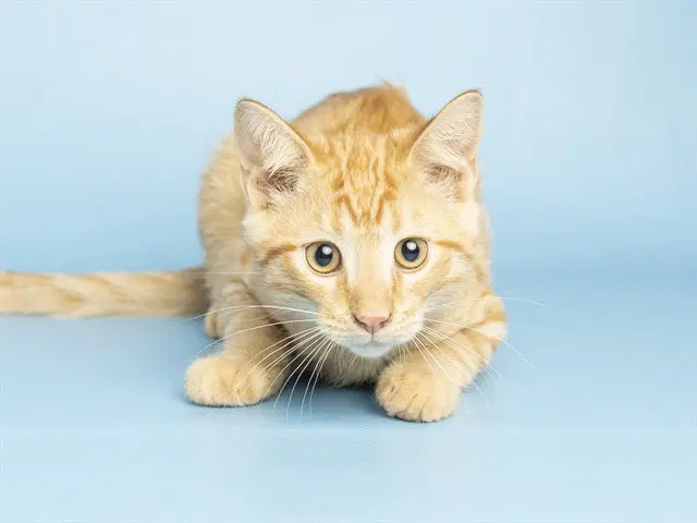 Piper - Domestic Short Hair