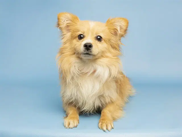 Bed Head - Chihuahua