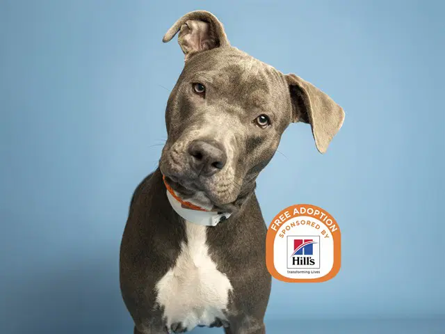 Klinmee - American Pit Bull Terrier