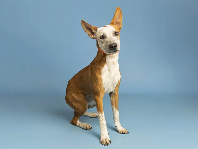 Daffodil - Australian Cattle Dog/Blue Heeler