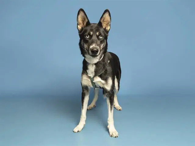 Bluey - Siberian Husky