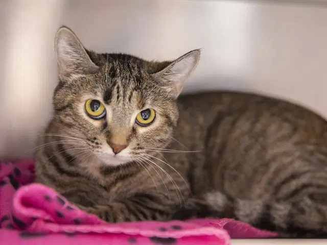 Olive - Domestic Short Hair