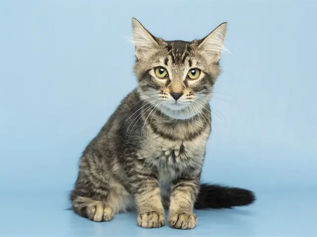 Candy Corn - Domestic Short Hair