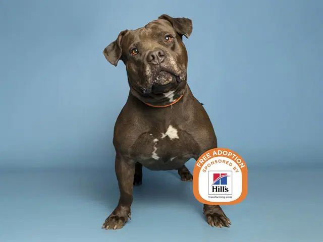 Puma - American Pit Bull Terrier