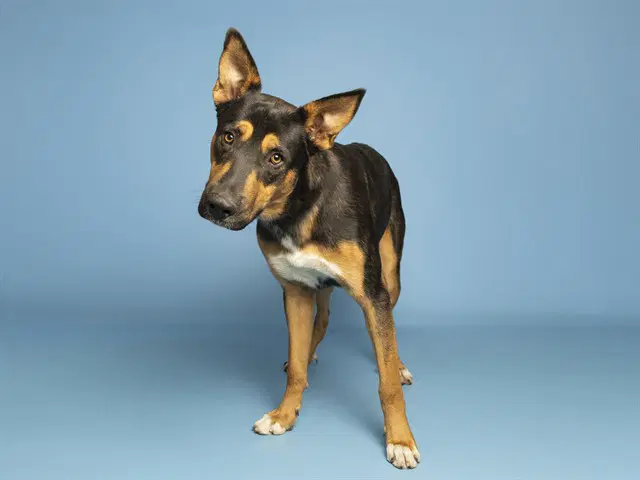 Apollo - German Shepherd Dog