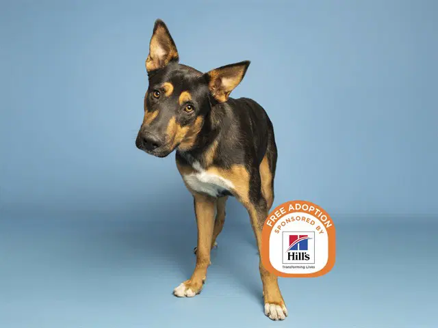 Apollo - German Shepherd Dog