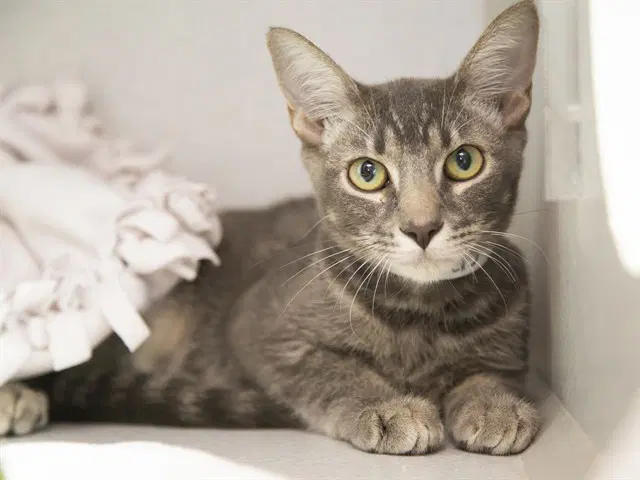 Hamburger - Domestic Short Hair