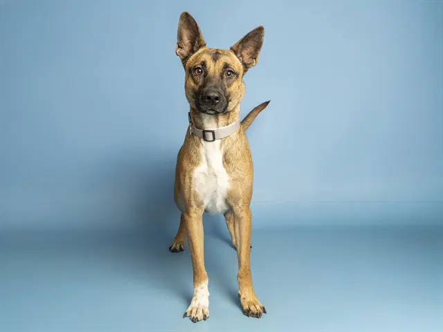 Enzo - German Shepherd Dog