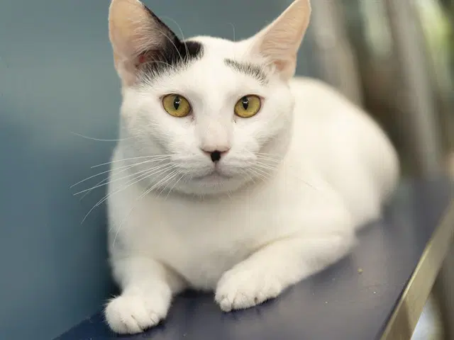 Oliver - Domestic Short Hair