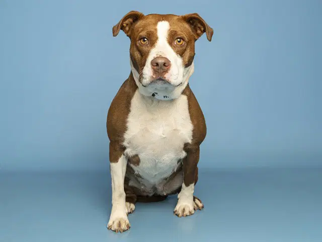 Athena - American Pit Bull Terrier