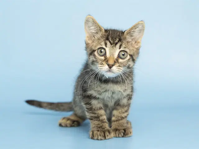 Maple - Domestic Short Hair