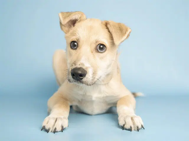 Beto - German Shepherd Dog