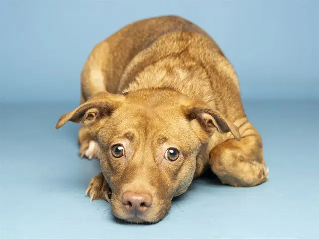Chenille - American Pit Bull Terrier