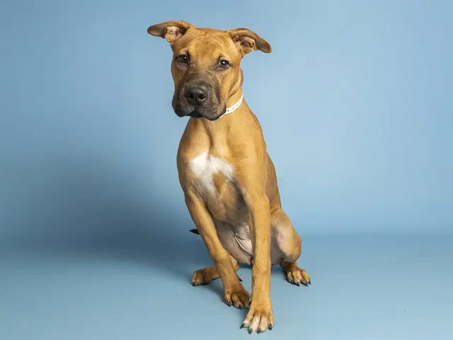 Wiggles - Chinese Shar-Pei