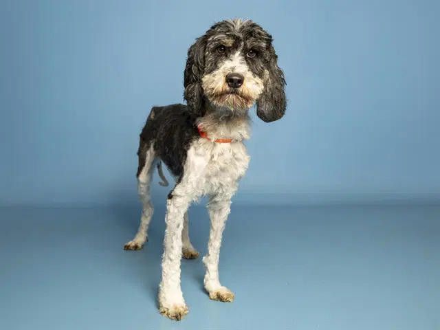Henry - Maltese