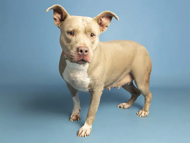Mocha - American Pit Bull Terrier