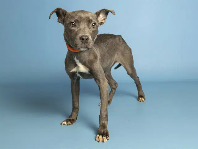 Mariposa - American Pit Bull Terrier