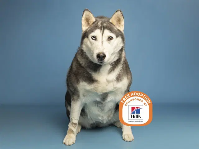 Annabelle - Husky