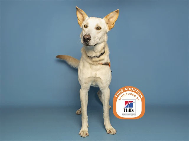 Bolt