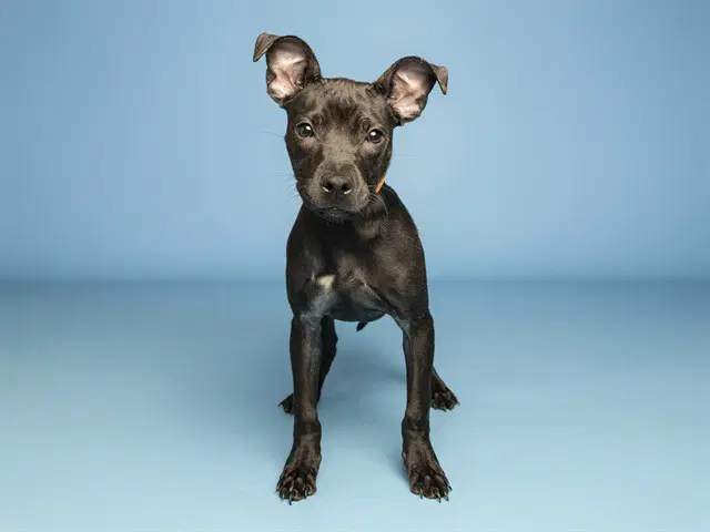 Simone - American Pit Bull Terrier