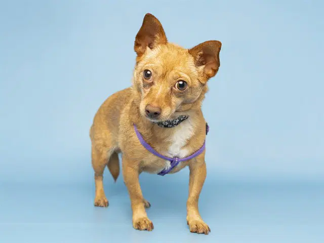 Phobos - Chihuahua