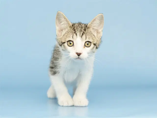 Bodhi - Domestic Short Hair