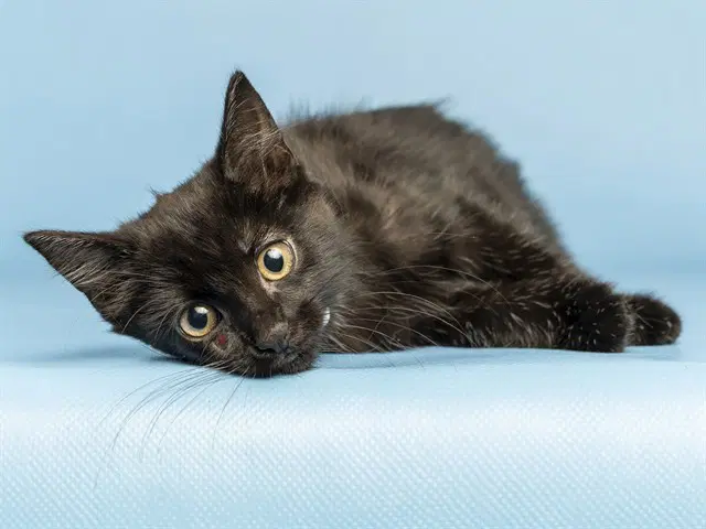 Pastel - Domestic Short Hair