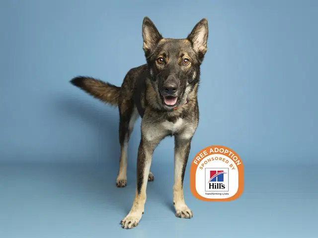 Roseanne - German Shepherd Dog