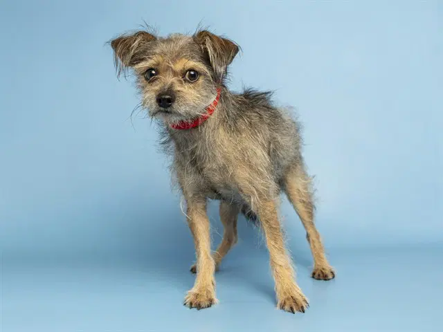 Nigel - Yorkshire Terrier Yorkie