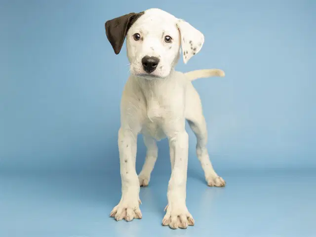 Macaroni - American Bulldog