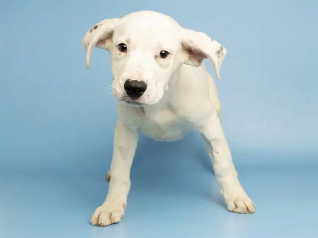 Meatball - American Bulldog