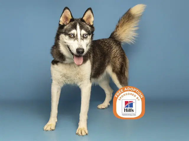 Rocket - Siberian Husky