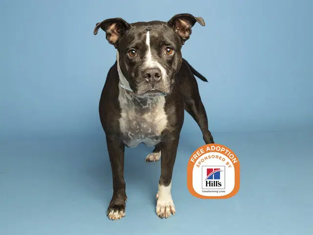 Itza - American Pit Bull Terrier