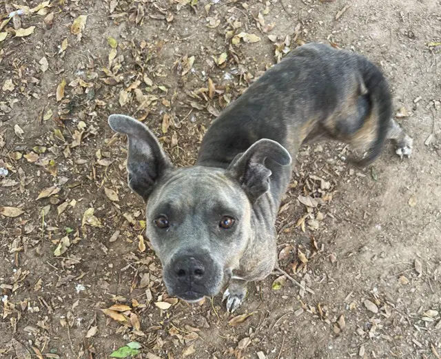 Nola - American Pit Bull Terrier