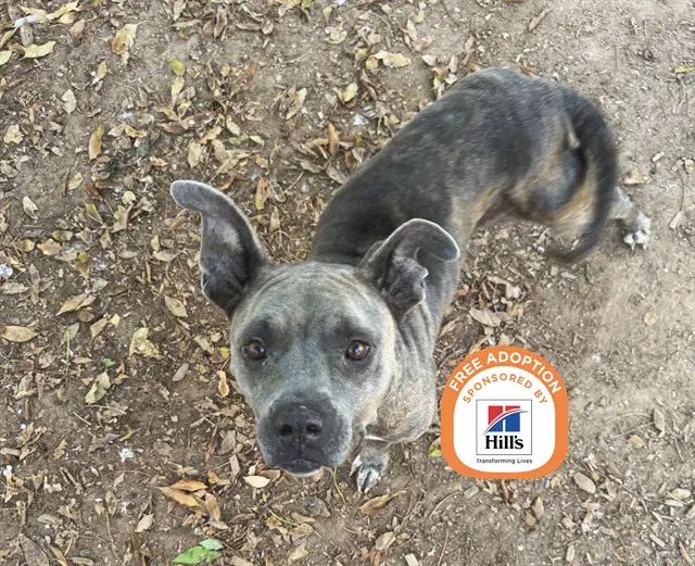 Nola - American Pit Bull Terrier